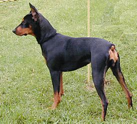 Deutscher Pinscher Hunde Foto 73 Deutscher Pinscher