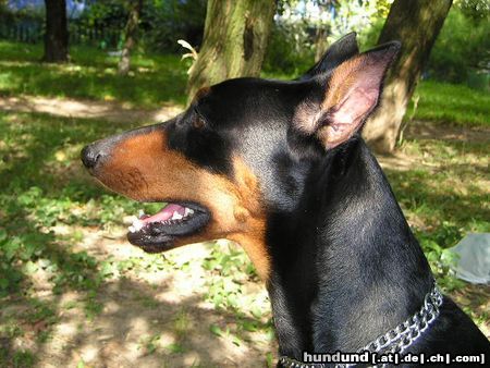 Deutscher Pinscher Hunde Foto 10294 Deutscher Pinscher GRASANT Galant http://www.pinczer.w.pl