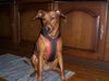 Deutscher Pinscher Foto: Xana mit ihrem neuen Geschirr-FEIIIIIN (ID 17563) Deutscher Pinscher Hund