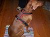 Deutscher Pinscher Foto: Geschirr-Presentation (ID 17562) Deutscher Pinscher Hund