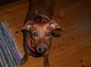 Deutscher Pinscher Foto: Meine Xana (ID 17561) Deutscher Pinscher Hund