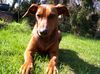 Deutscher Pinscher Foto: Xana (ID 20088) Deutscher Pinscher Hund