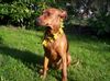 Deutscher Pinscher Foto: Xana (ID 20089) Deutscher Pinscher Hund