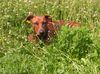 Deutscher Pinscher Hund