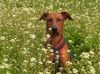 Deutscher Pinscher Hund