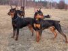 Deutscher Pinscher Foto: FRAJDA und FREDERICA Parysada (ID 10174) Deutscher Pinscher Hund