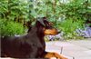 Deutscher Pinscher Hund