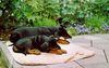 Deutscher Pinscher Hund
