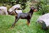 Deutscher Pinscher Foto: Deutscher Pinscher Hund