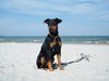 Deutscher Pinscher Hund