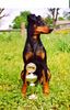 Deutscher Pinscher Foto: Dinka-von-der-Hasenburg_April-2003 (ID 8569) Deutscher Pinscher Hund