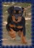 Deutscher Pinscher Foto: Eyk `s Nachwuchs (ID 45319) Deutscher Pinscher Hund