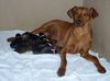 Deutscher Pinscher Foto: Hurra wir haben Hundebyby´s!!!!!! (ID 23884) Deutscher Pinscher Hund