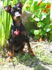 Deutscher Pinscher Foto: Pinsel von (ID 5788) Deutscher Pinscher Hund