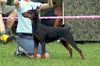 Deutscher Pinscher Foto: FRAJDA PINK Parysada (ID 16829) Deutscher Pinscher Hund