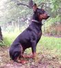 Deutscher Pinscher Foto: FRAJDA PINK Parysada (ID 16824) Deutscher Pinscher Hund