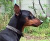 Deutscher Pinscher Foto: FRAJDA PINK Parysada (ID 16828) Deutscher Pinscher Hund