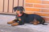 Deutscher Pinscher Foto: Mad Max Lucca von der Rheinebene 11 Wochen alt (ID 37909) Deutscher Pinscher Hund