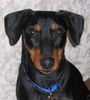 Deutscher Pinscher Foto: Mad Max Lucca von der Rheinebene (ID 37807) Deutscher Pinscher Hund