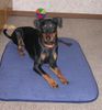 Deutscher Pinscher Foto: Mad Max Lucca von der Rheinebene (ID 37808) Deutscher Pinscher Hund