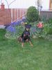 Deutscher Pinscher Foto: Mad Max Lucca von der Rheinebene 11 Monate (ID 37806) Deutscher Pinscher Hund