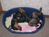 Deutscher Pinscher Foto: Mad Max Lucca von der Rheinebene fühlt sich pinscherwohl (ID 37910) Deutscher Pinscher Hund