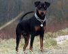Deutscher Pinscher Foto: Cedric von der Hasenburg (ID 16502) Deutscher Pinscher Hund