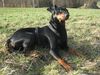 Deutscher Pinscher Hund