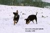 Deutscher Pinscher Foto: Lebensfreude pur (Dinka & Ophelia) (ID 28116) Deutscher Pinscher Hund