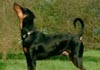 Deutscher Pinscher Foto: Clifford von der Hasenburg (ID 574) Deutscher Pinscher Hund