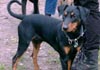 Deutscher Pinscher Foto: Clifford von der Hasenburg (ID 575) Deutscher Pinscher Hund