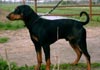 Deutscher Pinscher Foto: Clifford von der Hasenburg (ID 576) Deutscher Pinscher Hund
