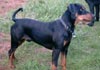 Deutscher Pinscher Foto: Clifford von der Hasenburg (ID 577) Deutscher Pinscher Hund