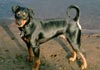 Deutscher Pinscher Foto: Clifford von der Hasenburg (ID 579) Deutscher Pinscher Hund