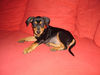 Deutscher Pinscher Foto (ID 25071) Deutscher Pinscher Hund