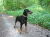 Deutscher Pinscher Hund