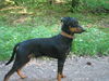 Deutscher Pinscher Hund