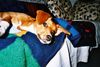Deutscher Pinscher Foto: Ich bin die hübsche Chayenne (ID 2724) Deutscher Pinscher Hund