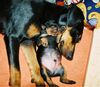 Deutscher Pinscher Foto: Haller Deutsche Pinscher (3 Woche - kuscheln bei Mama Ophelia) (ID 38015) Deutscher Pinscher Hund