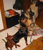 Deutscher Pinscher Foto: tyson (glenn) vom Wachhög mit Freunde 2 (ID 16741) Deutscher Pinscher Hund