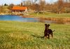 Deutscher Pinscher Foto: Dinka von der Hasenburg (Am Breiteichsee) (ID 16807) Deutscher Pinscher Hund
