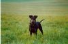 Deutscher Pinscher Foto: Dinka von der Hasenburg (ID 16806) Deutscher Pinscher Hund