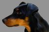 Deutscher Pinscher Foto: Kopfstudie Angel (Angie v.d. Keltenschanze, 8 Monate) (ID 10455) Deutscher Pinscher Hund