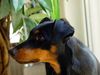 Deutscher Pinscher Foto: Angel (Angie v.d. Keltenschanze, 8 Monate) (ID 14422) Deutscher Pinscher Hund