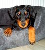 Deutscher Pinscher Foto: Angi von der Keltenschanze mit 10 Wochen (ID 8192) Deutscher Pinscher Hund