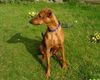 Deutscher Pinscher Hund