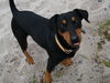 Deutscher Pinscher Hund