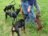 Deutscher Pinscher Foto: DP Treff (ID 16733) Deutscher Pinscher Hund