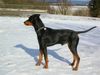 Deutscher Pinscher Foto: Bero v. Asbachtal (ID 19980) Deutscher Pinscher Hund