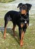 Deutscher Pinscher Foto: Bero v. Asbachtal (ID 19981) Deutscher Pinscher Hund